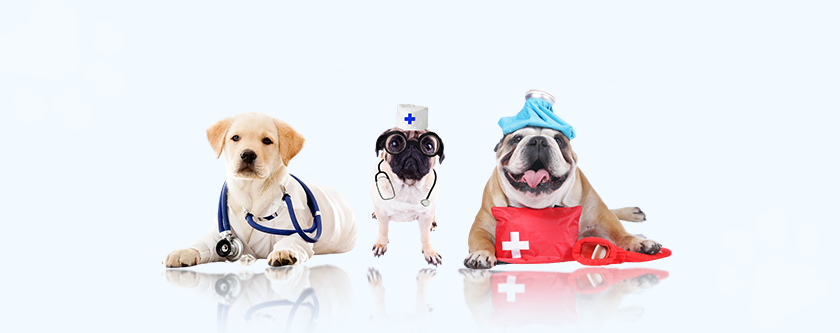 pet-healthcare